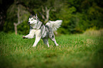 running Alaskan Malamute