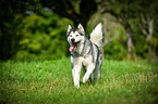 running Alaskan Malamute