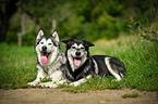2 dogs