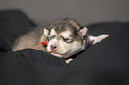 lying alaskan malamute puppy