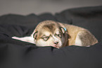 lying alaskan malamute puppy