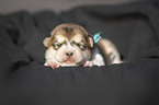 lying alaskan malamute puppy