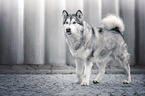 walking Alaskan Malamute