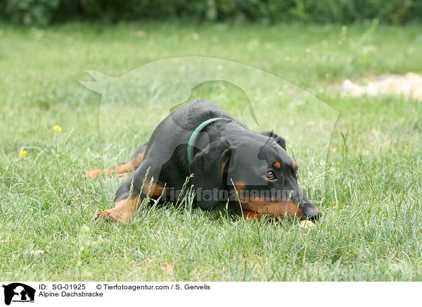 Alpenlndische Dachsbracke / Alpine Dachsbracke / SG-01925