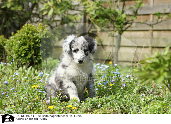 Alpenhtehund Welpe / Alpine Shepherd Puppy / KL-10761