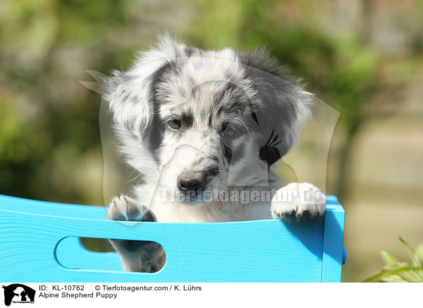 Alpenhtehund Welpe / Alpine Shepherd Puppy / KL-10762