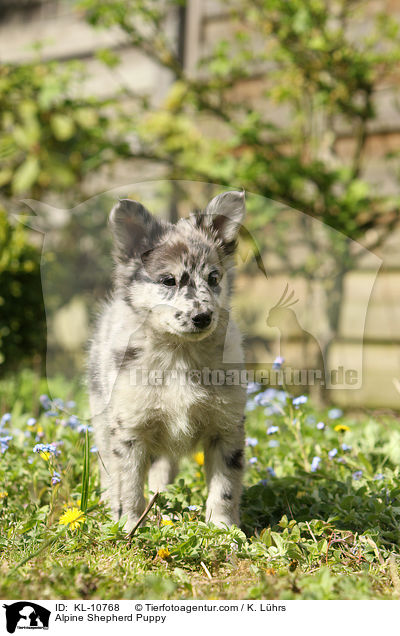 Alpenhtehund Welpe / Alpine Shepherd Puppy / KL-10768