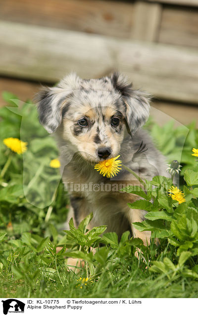 Alpenhtehund Welpe / Alpine Shepherd Puppy / KL-10775