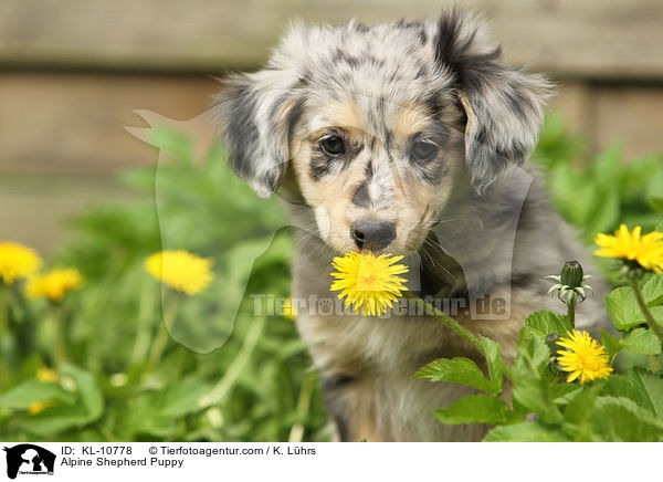 Alpenhtehund Welpe / Alpine Shepherd Puppy / KL-10778