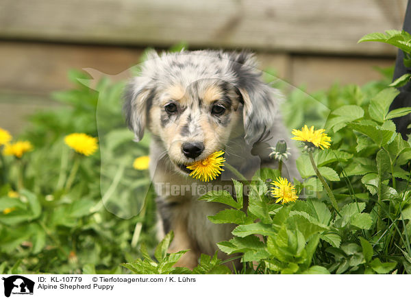 Alpenhtehund Welpe / Alpine Shepherd Puppy / KL-10779