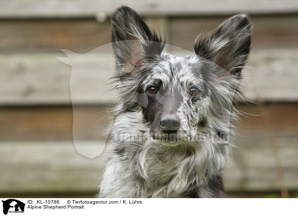Alpenhtehund Portrait / Alpine Shepherd Portrait / KL-10786