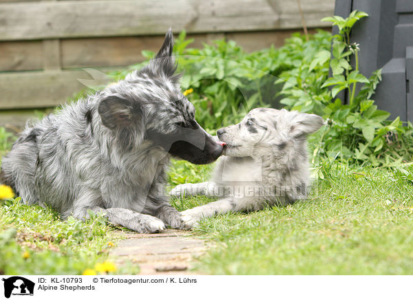 Alpenhtehunde / Alpine Shepherds / KL-10793