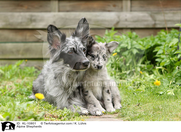 Alpenhtehunde / Alpine Shepherds / KL-10801