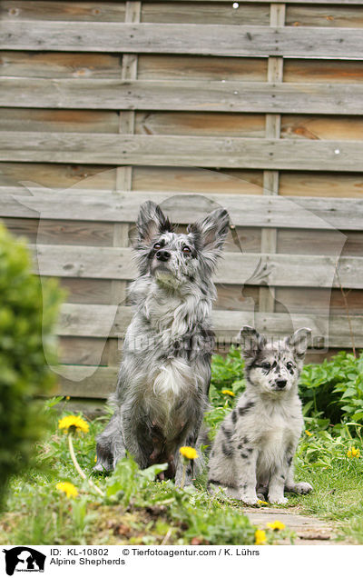 Alpenhtehunde / Alpine Shepherds / KL-10802