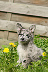 Alpine Shepherd Puppy