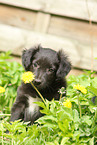 Alpine Shepherd Puppy