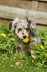 Alpine Shepherd Puppy