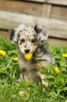 Alpine Shepherd Puppy