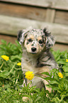 Alpine Shepherd Puppy