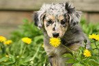 Alpine Shepherd Puppy