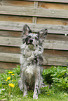 sitting Alpine Shepherd