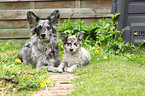 Alpine Shepherds