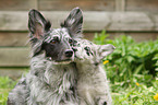 Alpine Shepherds