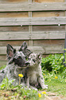 Alpine Shepherds