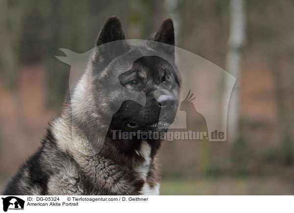 American Akita Portrait / DG-05324