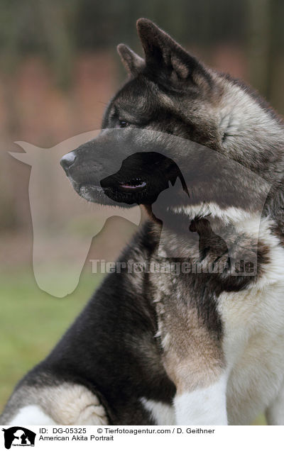 American Akita Portrait / DG-05325