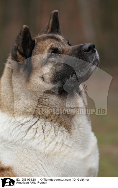 American Akita Portrait / DG-05328