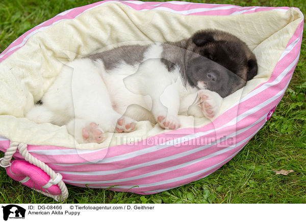 American Akita Welpe / American Akita Puppy / DG-08466