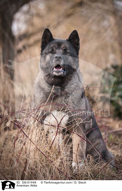 American Akita / DS-01448