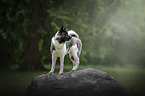 standing American Akita