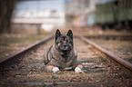 American Akita