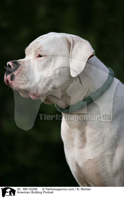 American Bulldog Portrait / RR-18266