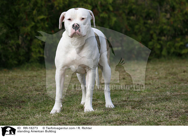 stehene Amerikanische Bulldogge / standing American Bulldog / RR-18273