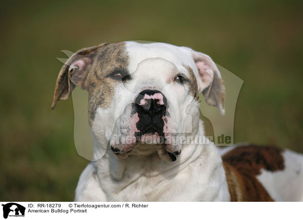 American Bulldog Portrait / RR-18279