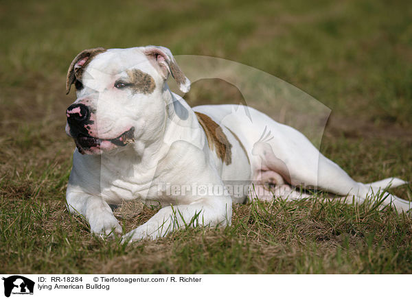 liegende Amerikanische Bulldogge / lying American Bulldog / RR-18284