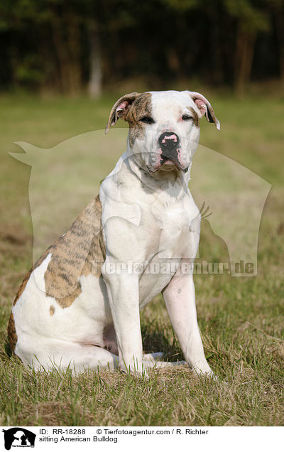 sitzende Amerikanische Bulldogge / sitting American Bulldog / RR-18288