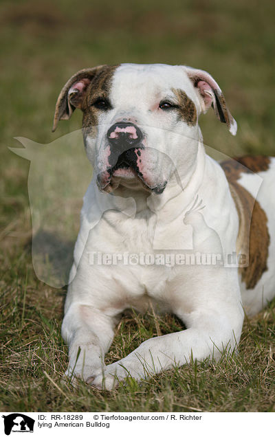 liegende Amerikanische Bulldogge / lying American Bulldog / RR-18289
