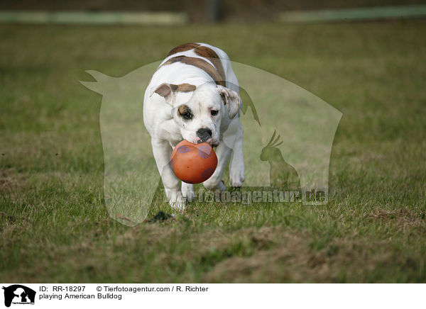 spielende Amerikanische Bulldogge / playing American Bulldog / RR-18297