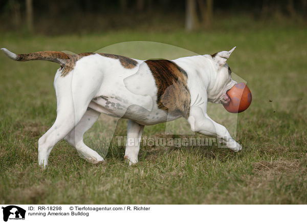 rennende Amerikanische Bulldogge / running American Bulldog / RR-18298