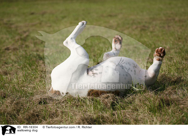 sich wlzender Hund / wallowing dog / RR-18304