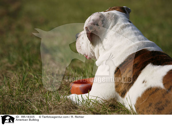 American Bulldog / American Bulldog / RR-18305