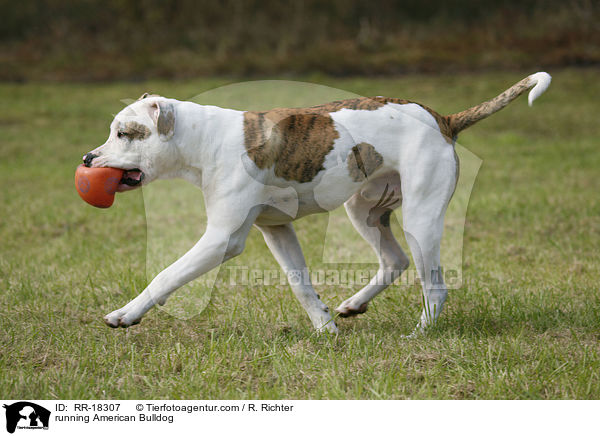 rennende Amerikanische Bulldogge / running American Bulldog / RR-18307