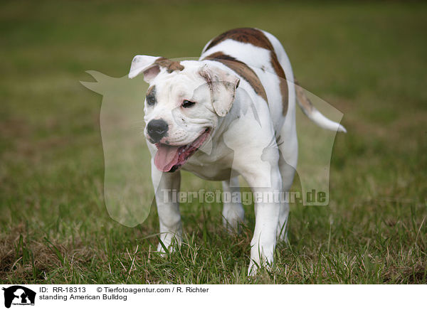 stehender Amerikanische Bulldogge / standing American Bulldog / RR-18313