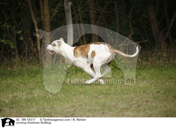 rennende Amerikanische Bulldogge / running American Bulldog / RR-18317