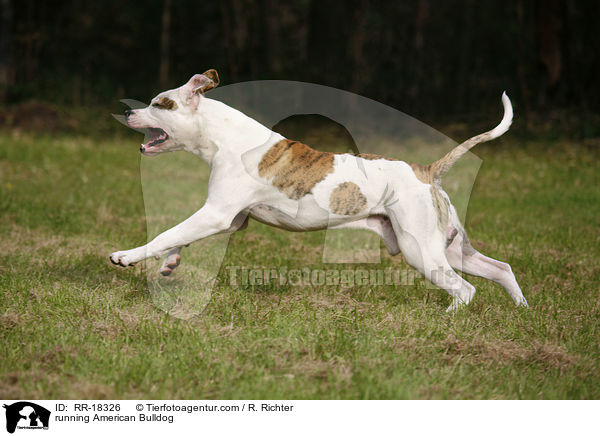 rennende Amerikanische Bulldogge / running American Bulldog / RR-18326