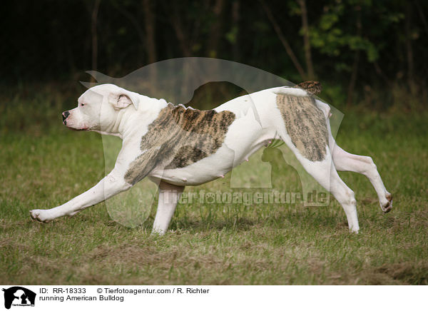 running American Bulldog / RR-18333